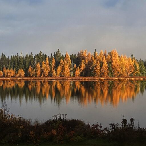 Mélèzes en automne au bord du lac Gravel